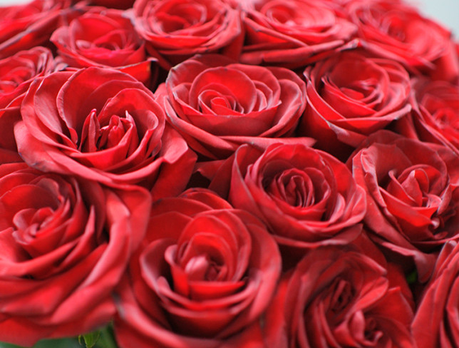 15 trandafiri rosii olandezi 60-70 cm foto